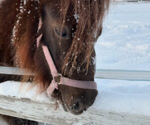 Zirgu_terapijas_centrs_ziemā