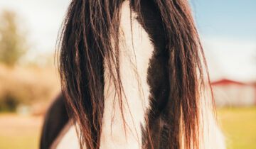 Kad zirgi pieaug un līdz cik gadiem dzīvo?