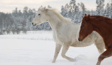Vai zirgam ziemā salst?